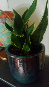 Snake plant in a pot indoors next two a globe